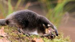 Russian dies, nebo khokhul